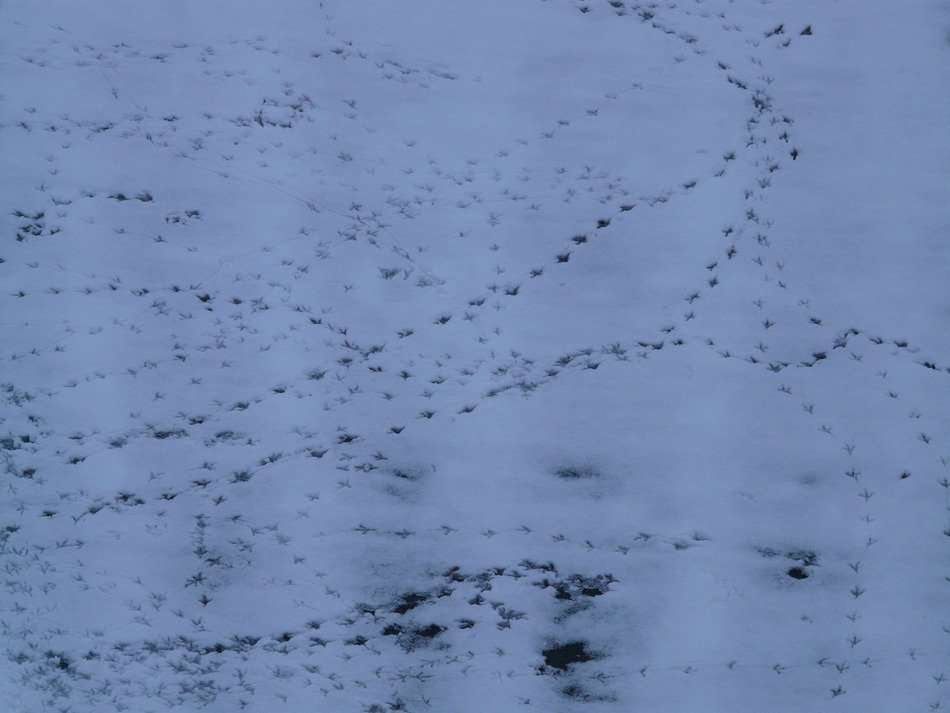 traces of birds in the snow