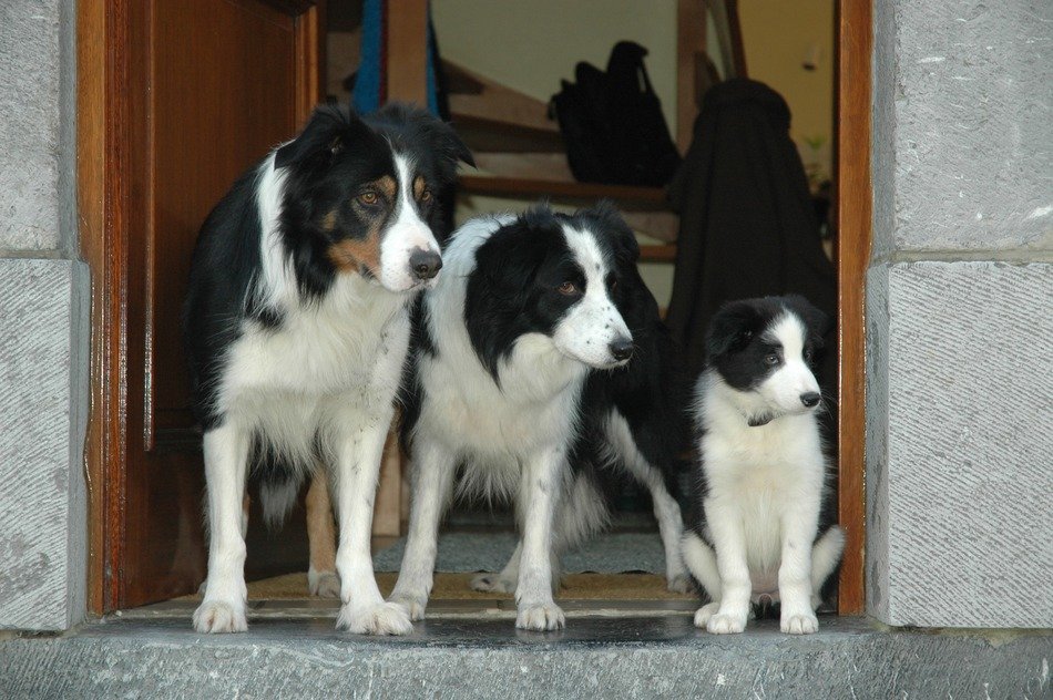 three Border Collie in the doorway