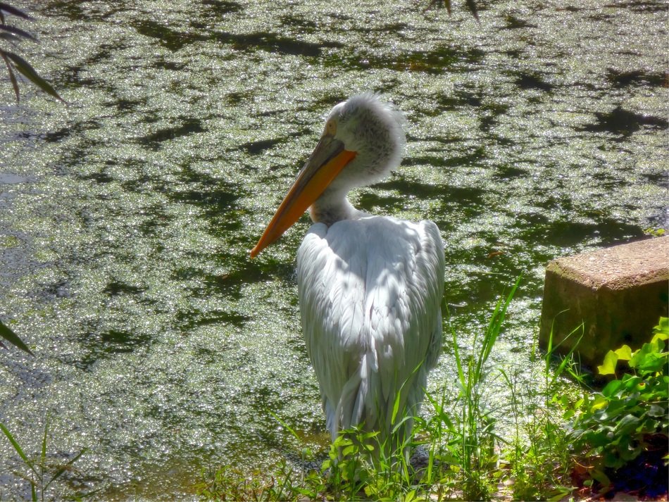 Pelikan near the water