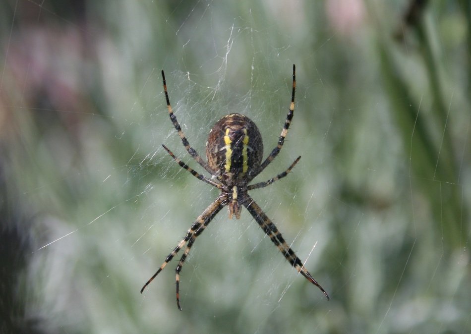 wasp spider on the web