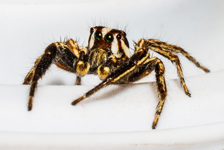 small spider on a white background