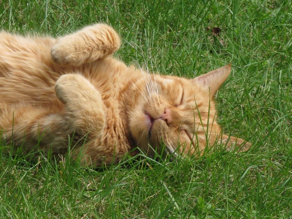 Colorful cute cat is lying on the grass