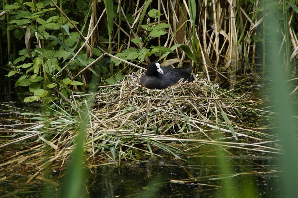 Coot Nest Breed