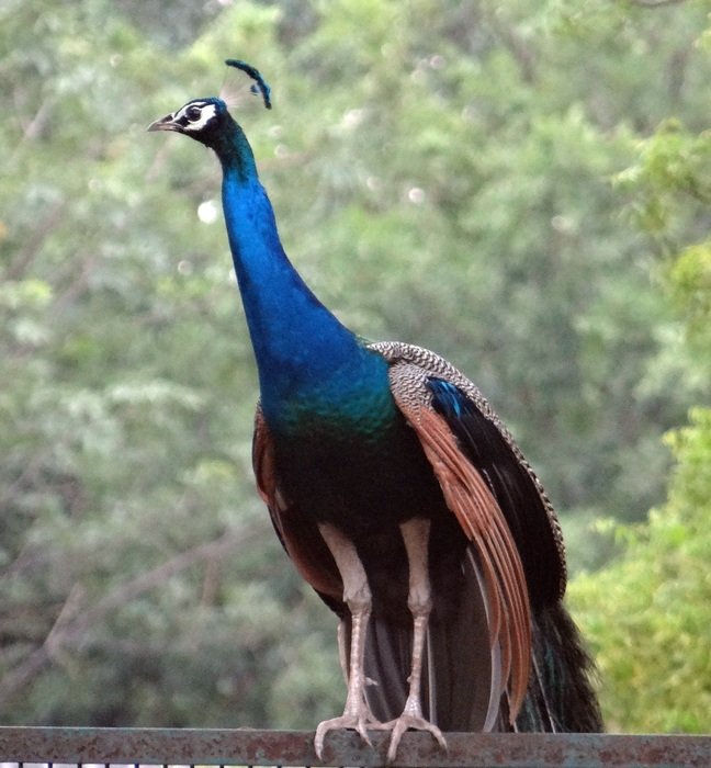 Peacock National Bird, ghaziabad