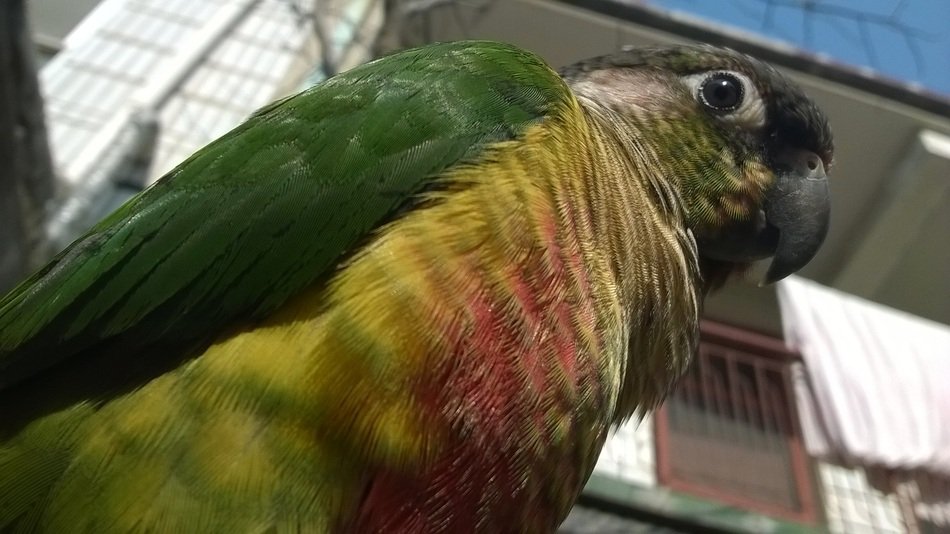 Cute colorful parrot in nature