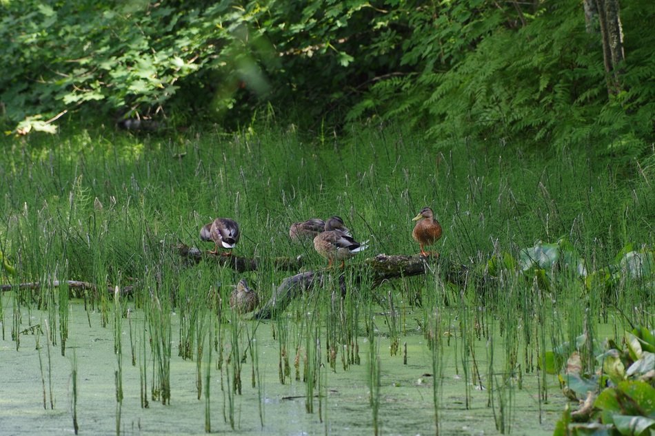 mallards on nature in summer