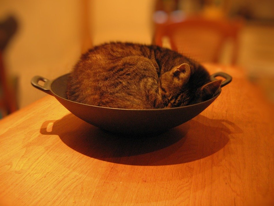 Cat in the bowl