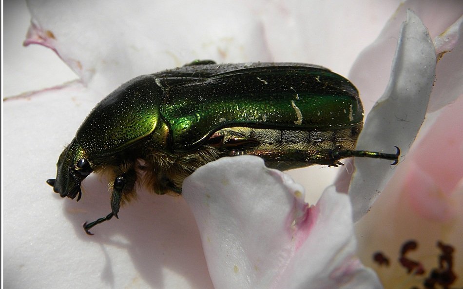 green rainbow beetle on a flower close-up