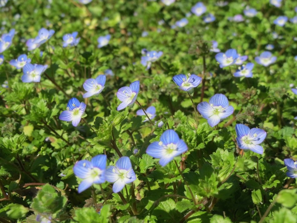 Beautiful colorful common field-speedwell flowers with the leaves