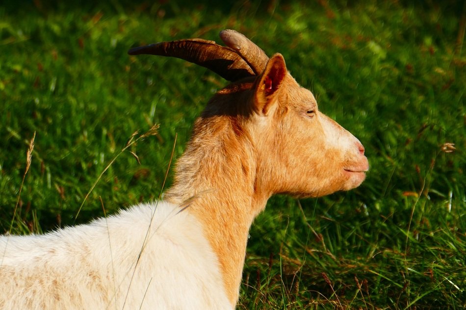 goat on a green meadow