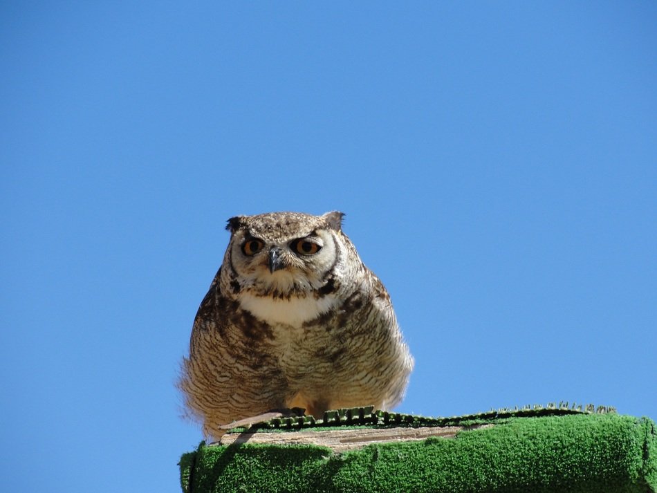 big owl on a background of clear blue sky