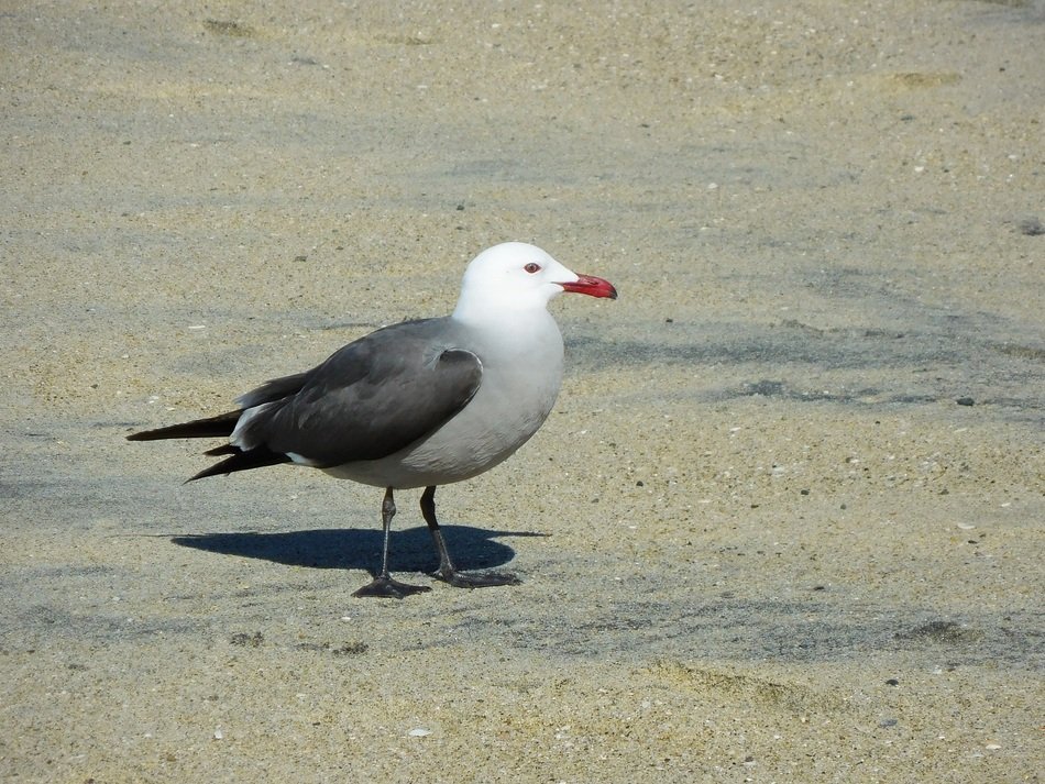 seagull on the sandy coast