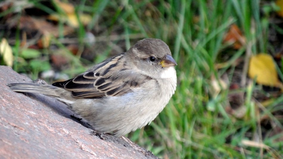 Fat sparrow in nature