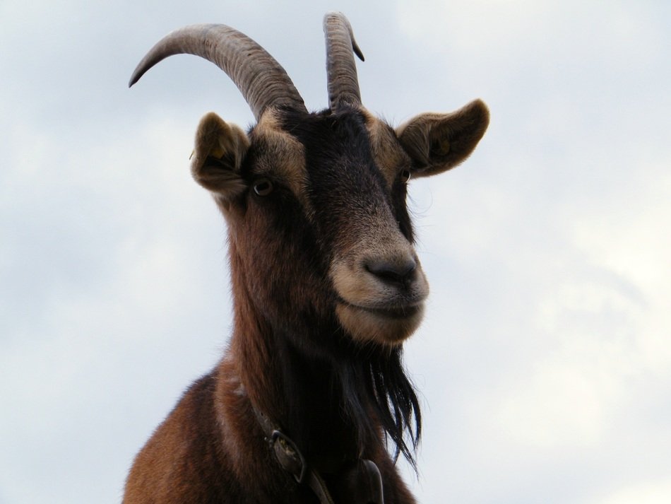 black goat on the background of the cloudy sky