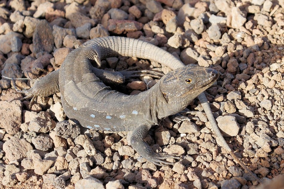 Tenerifa lizard on a beach