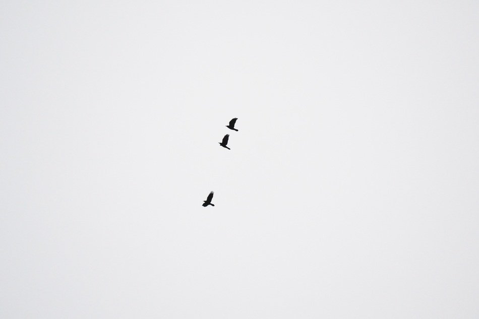crows fly under the sky