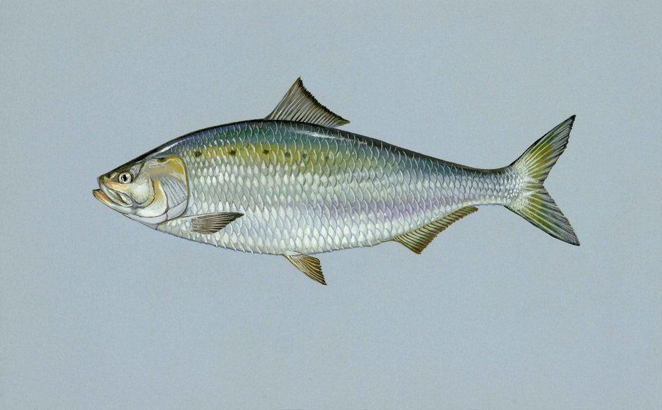 Alosa, Fish on gray background, illustration