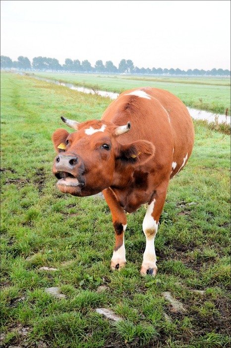 mooing cow on the meadow