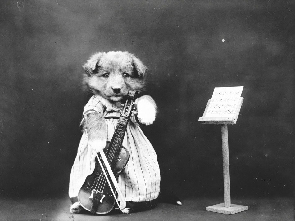 puppy-musician with a violin