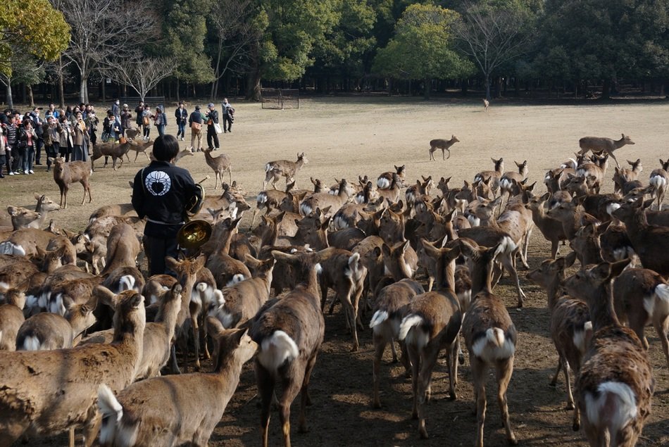 shepherd and herd of deer in Japan