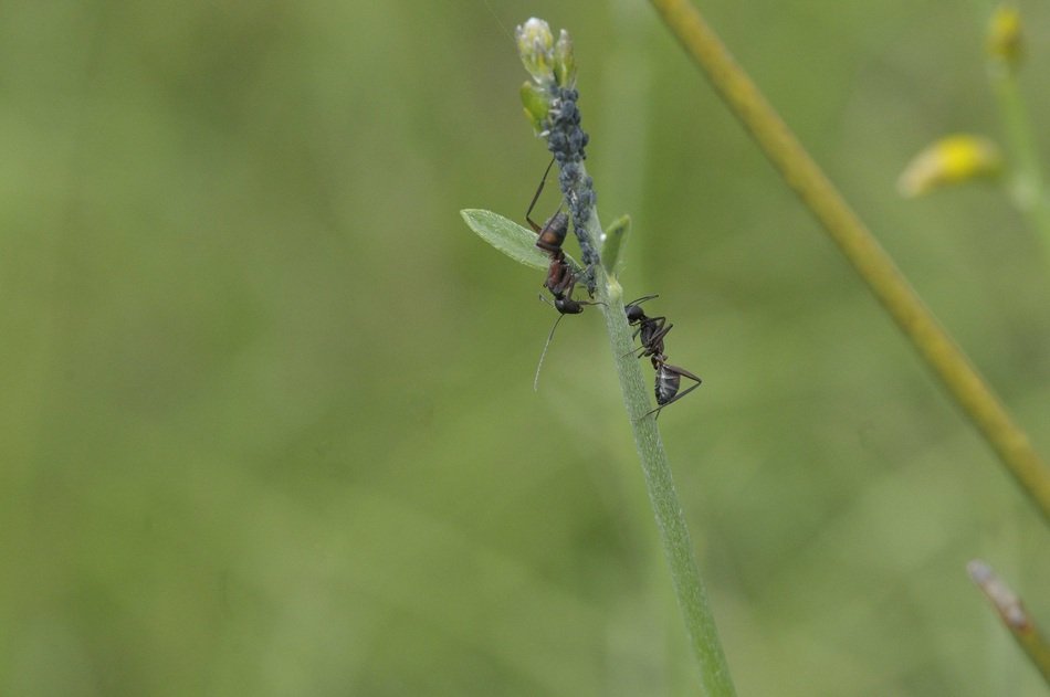 Ant on the lavender