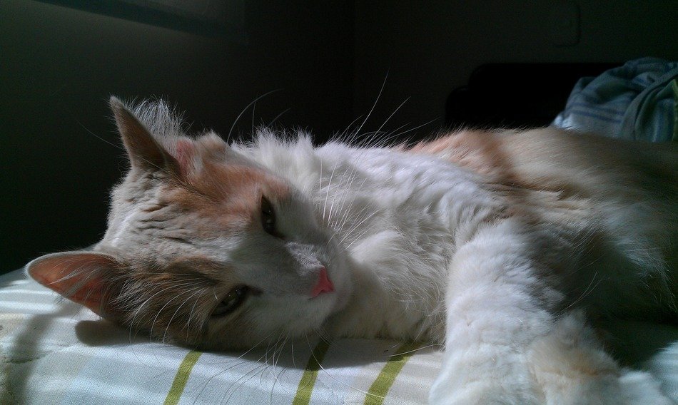 sleepy cat lazy