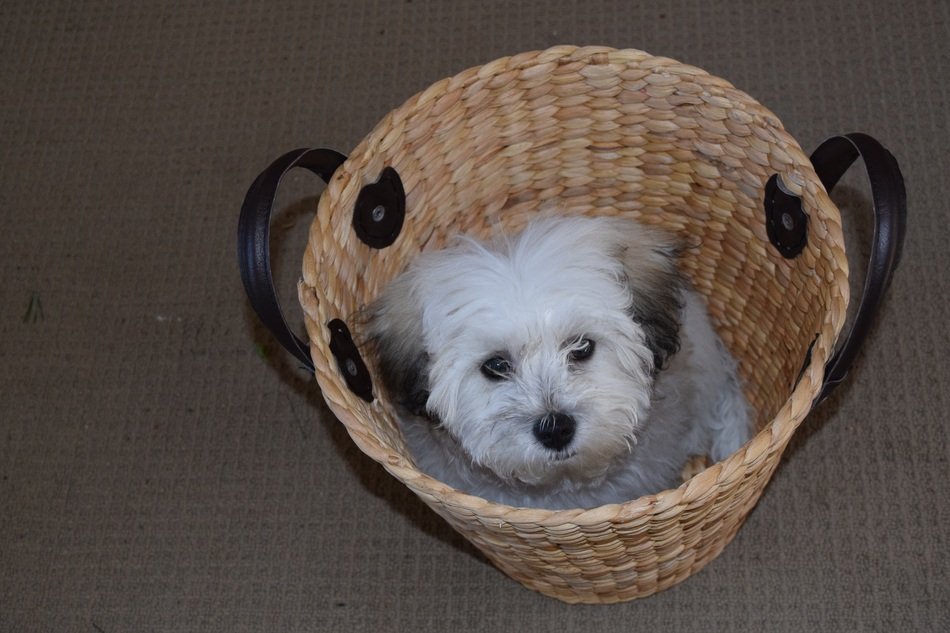 Cute puppy sits in the basket