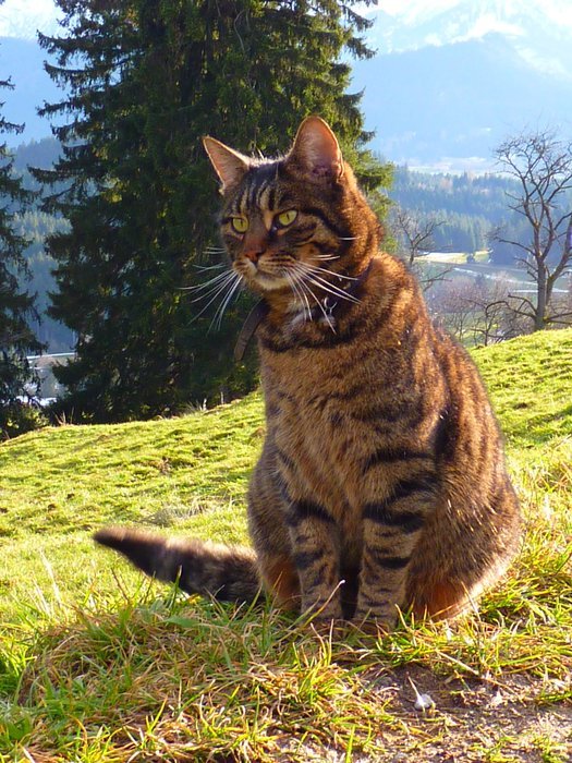 male cat with tiger color