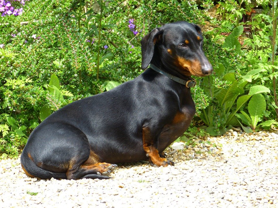 dachshund with shiny fur