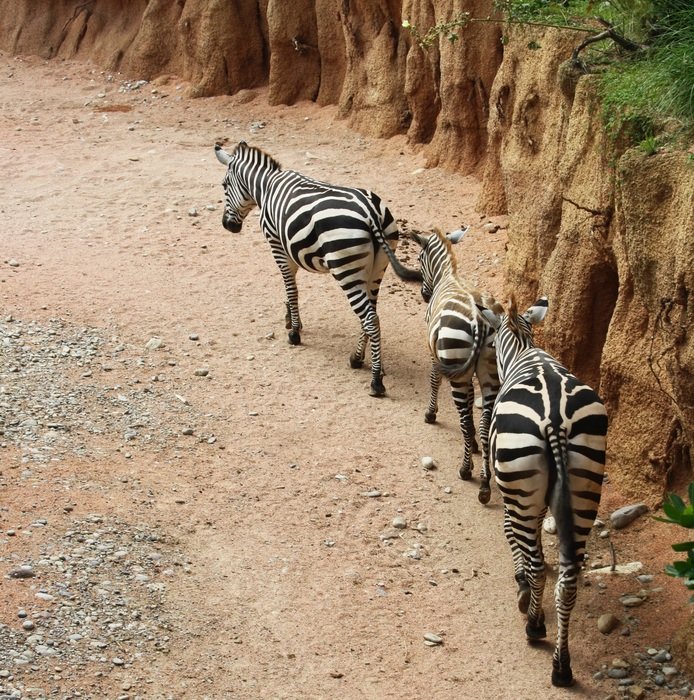 striped zebras in the natural park in Africa