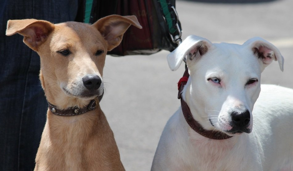 Picture of the dogs