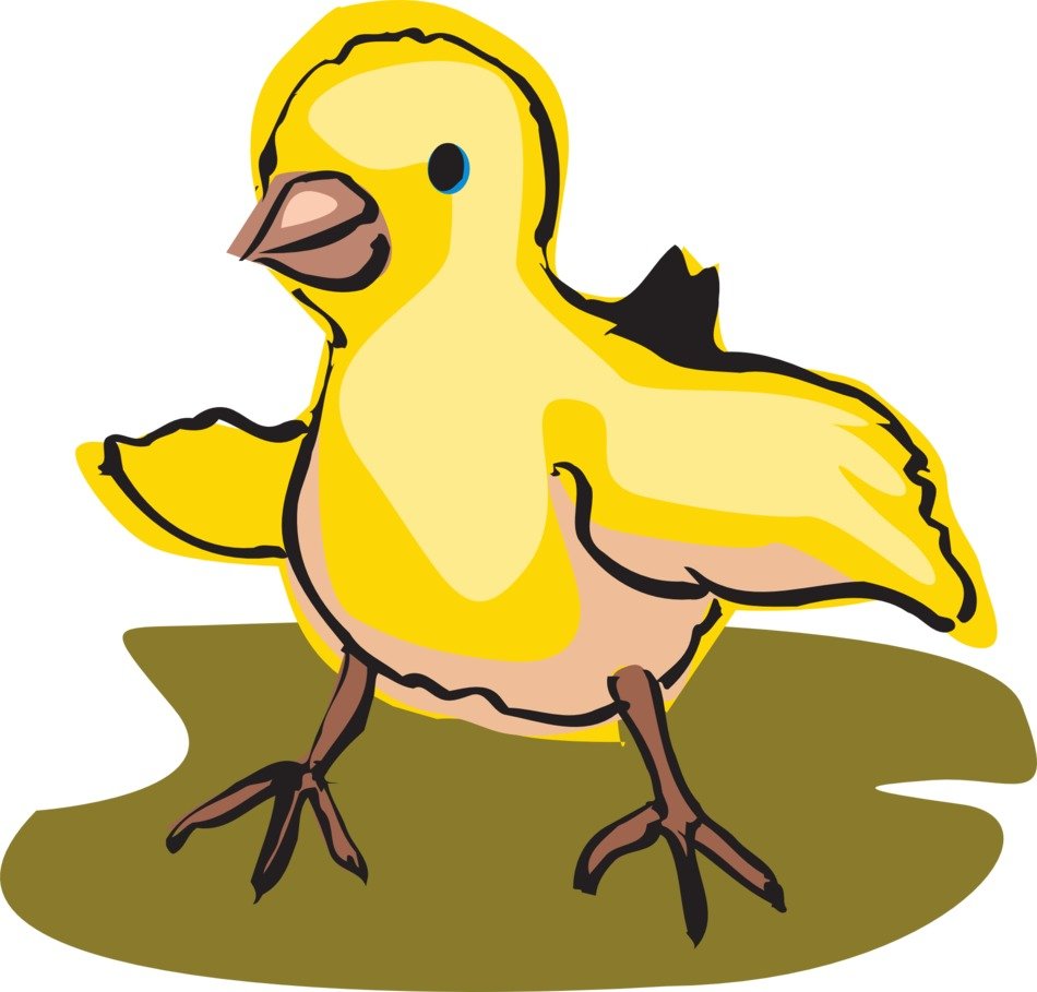 graphic image of yellow chicken on green grass