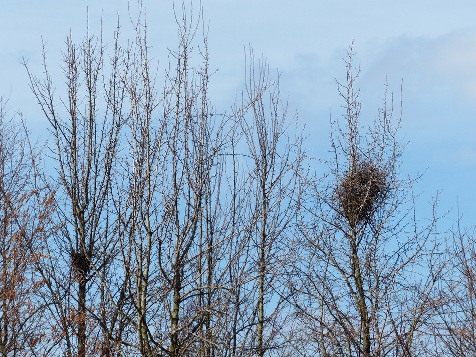 nests on top of trees