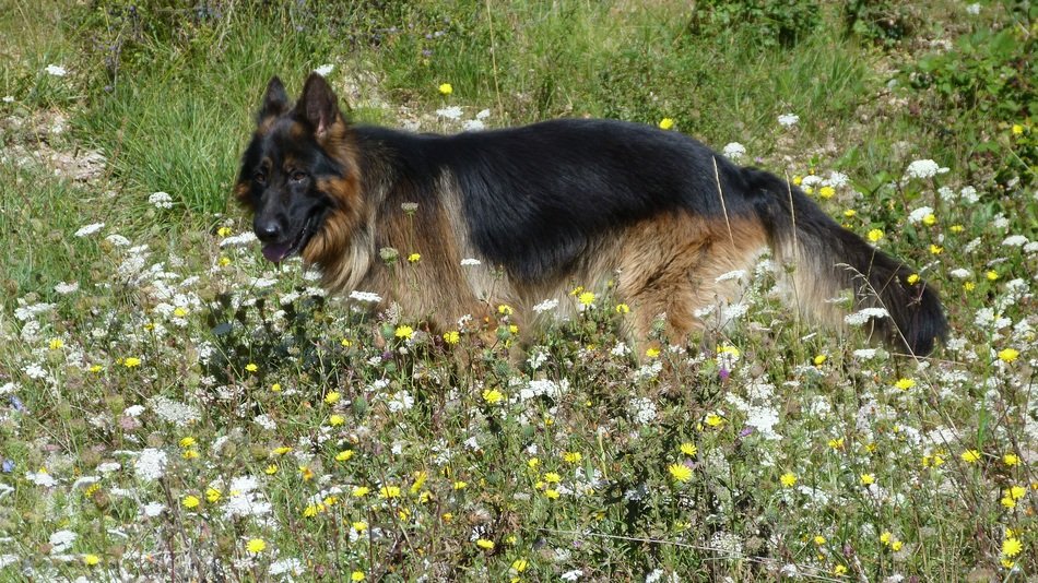 German Shepherd on the field with flowers