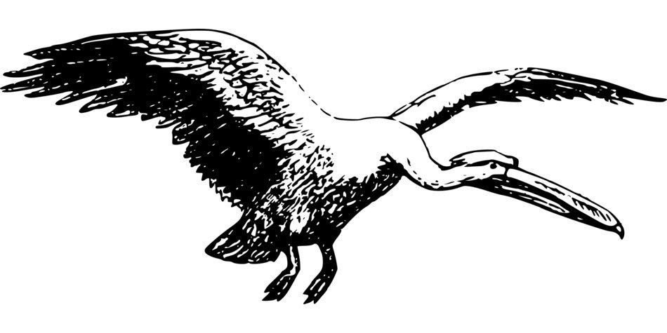 İllustration of Pelican bird