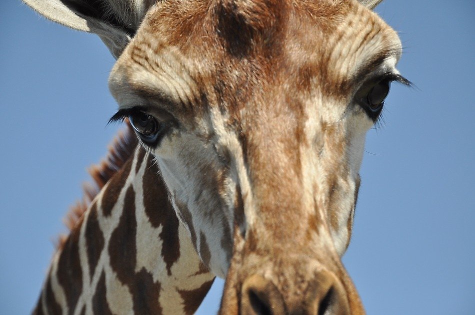 head of a giraffe on a background of blue sky close-up