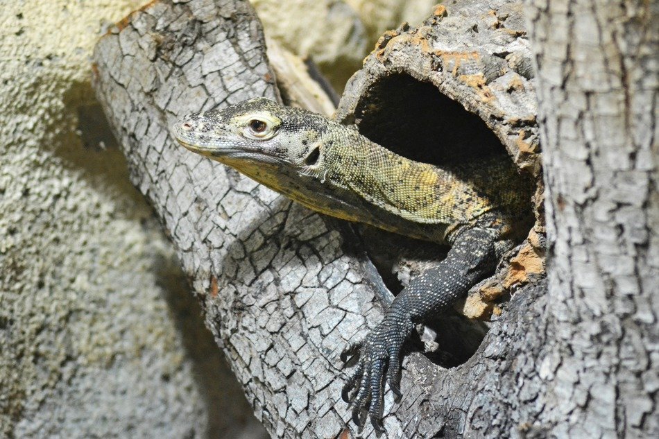 lizard in the hole