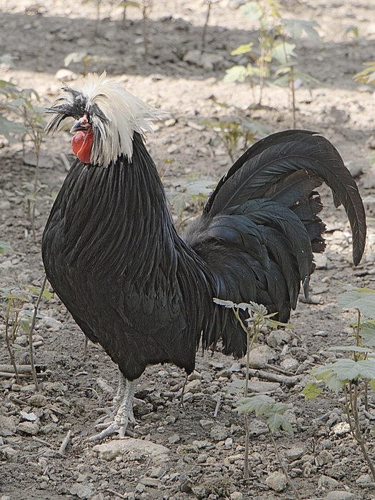 purebred black cock on the farm
