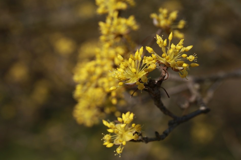 yellow flowers plants