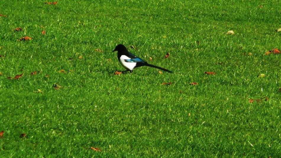 Magpie in the park