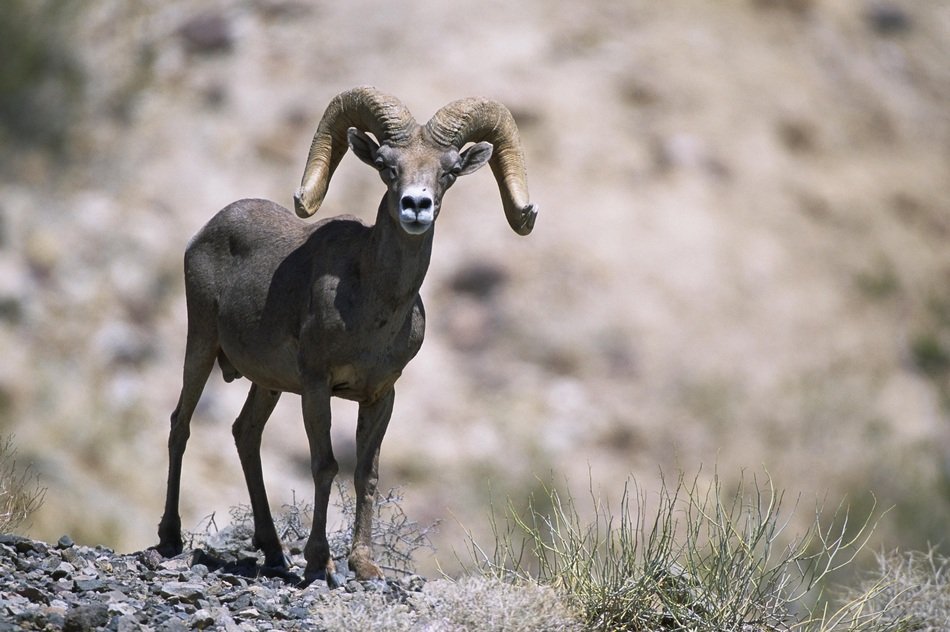 Sheep with bighorns in the wildlife