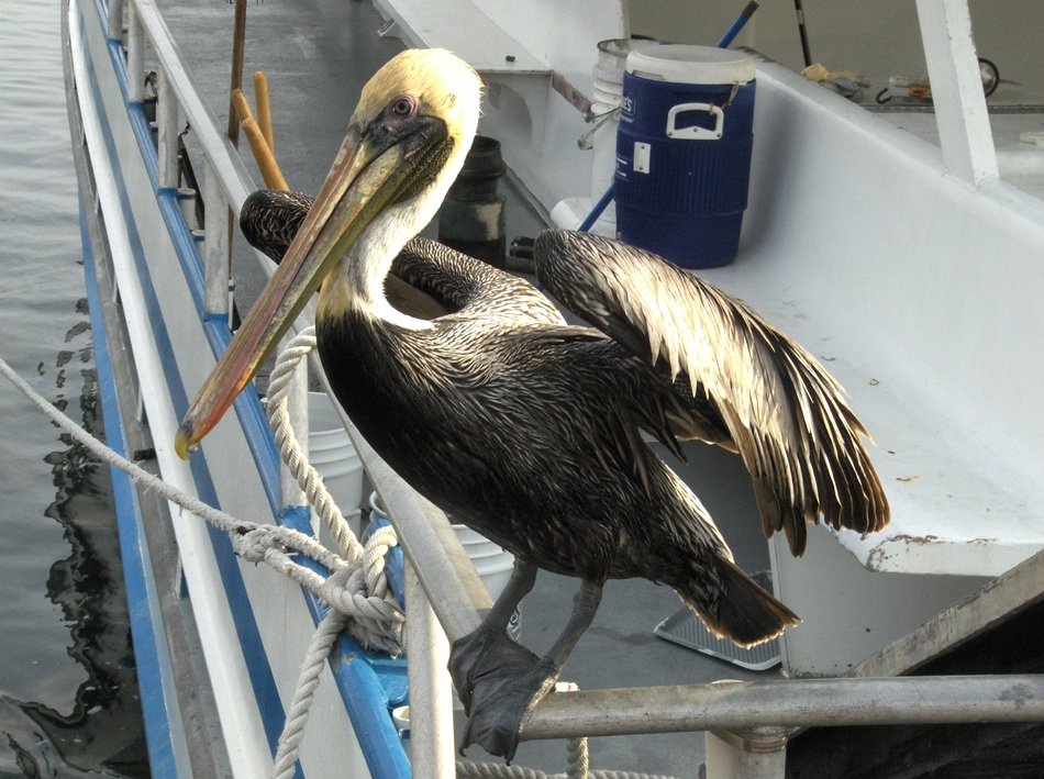 pelican on the boat