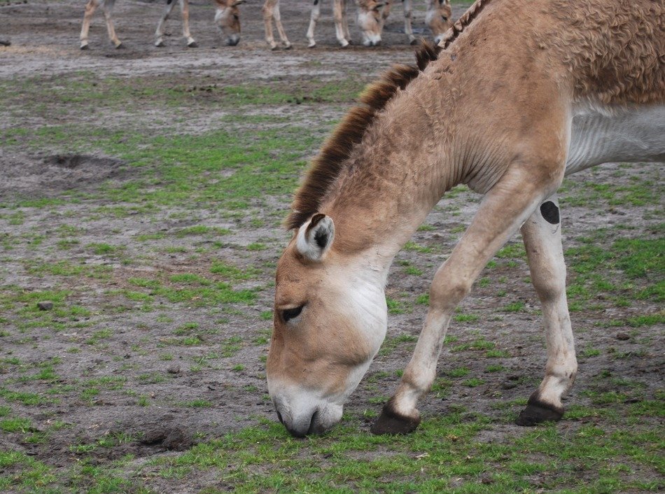 donkey in farmland