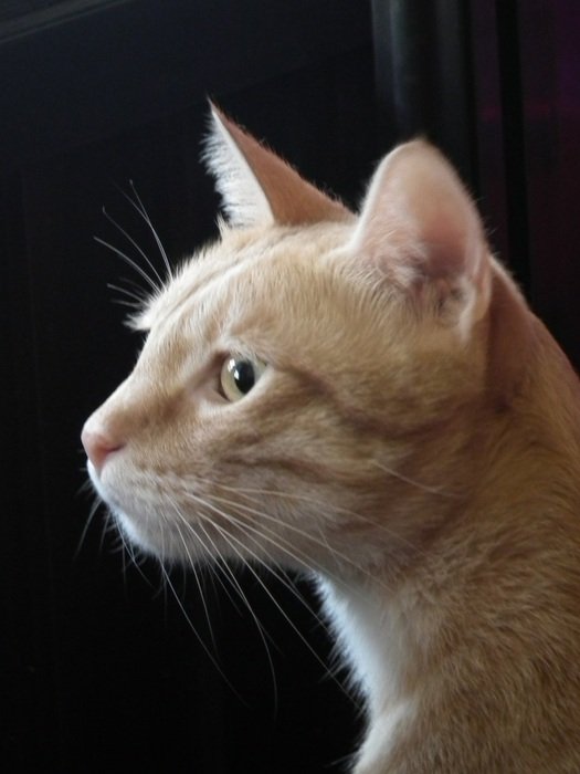 Portrait of cat