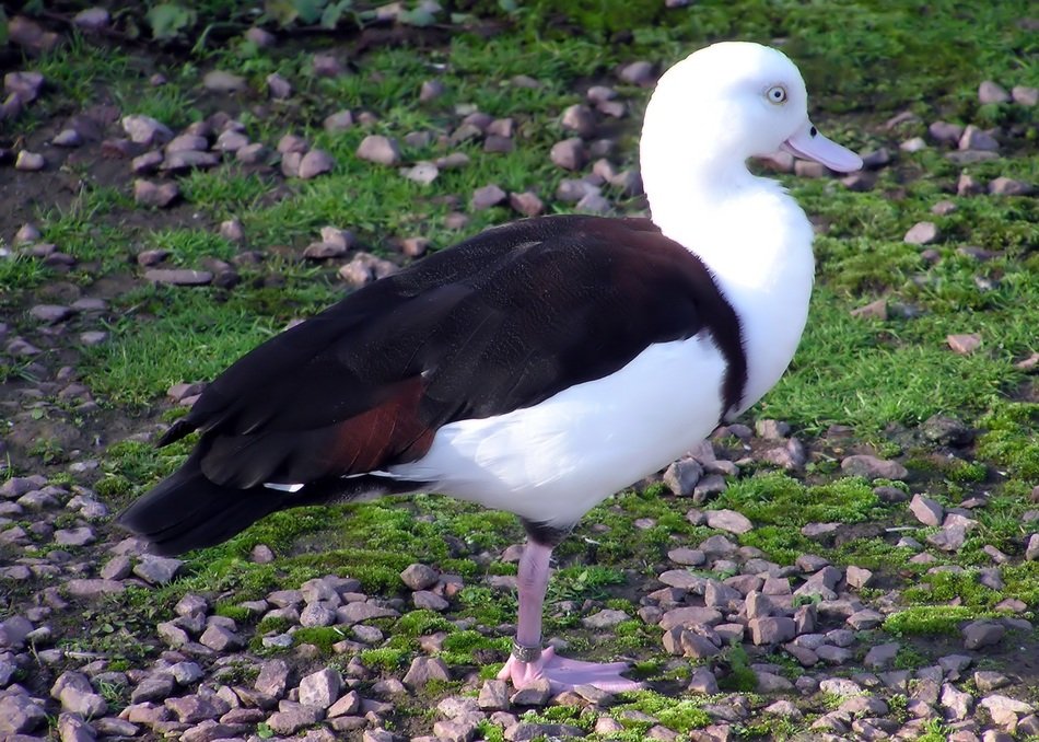 Tadorna or Shelduck