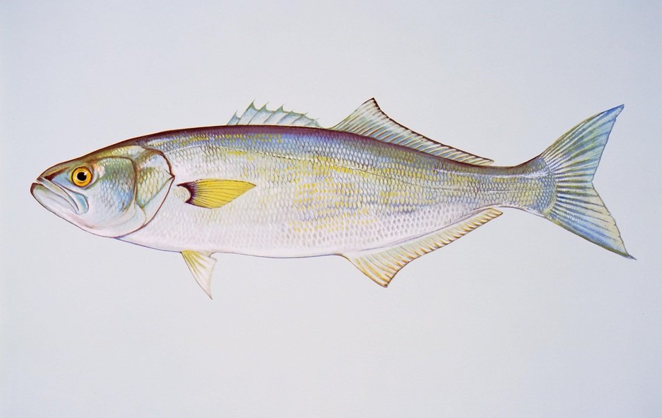 Bluefish colorful vector art