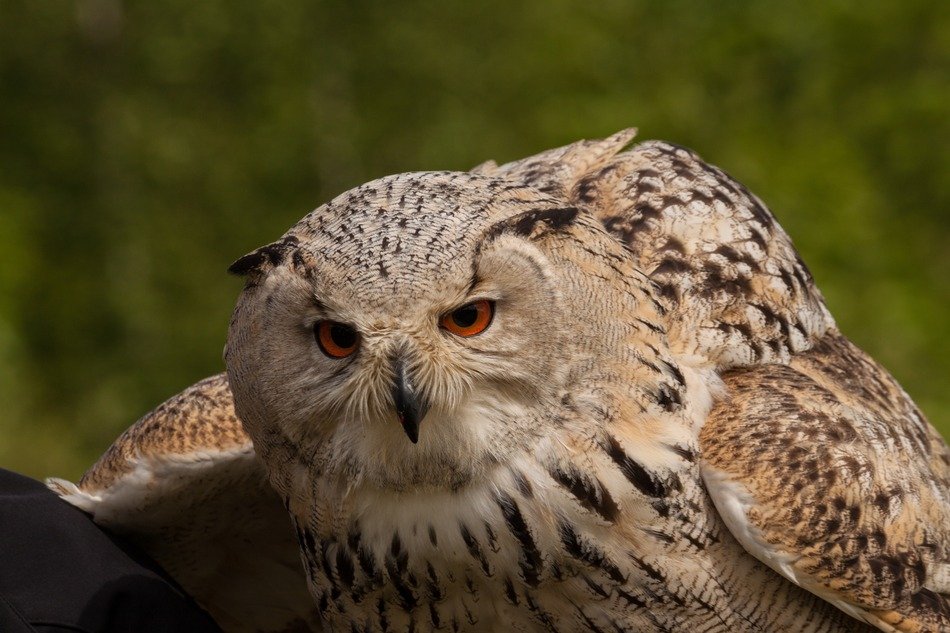 Picture of the Eagle Owl