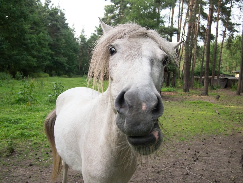 grzywa horse close up