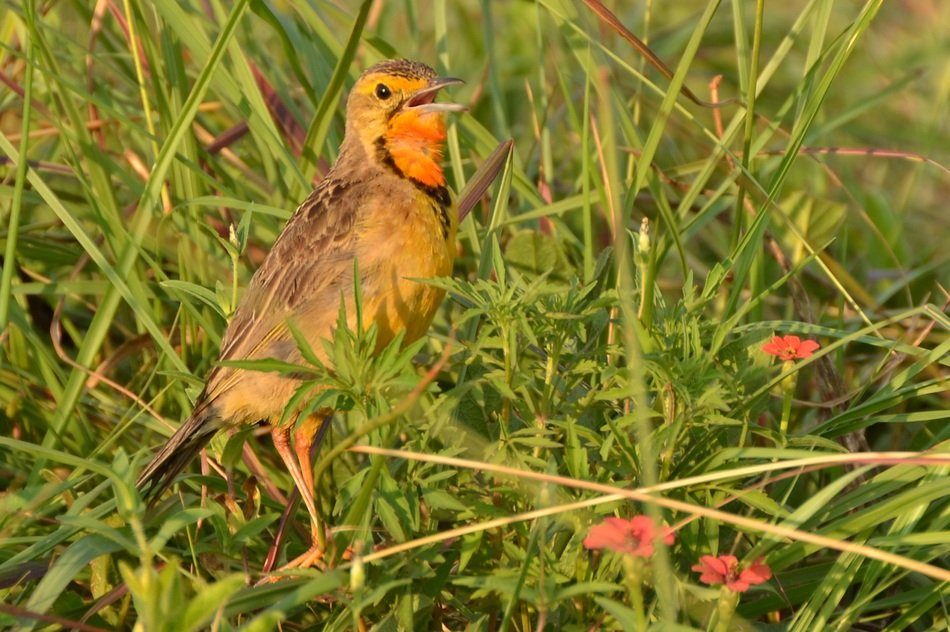 Bird,South Africa