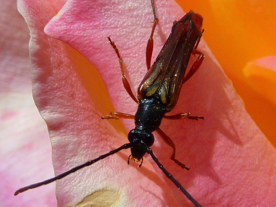 Macro photo of the insect on the pink flowers
